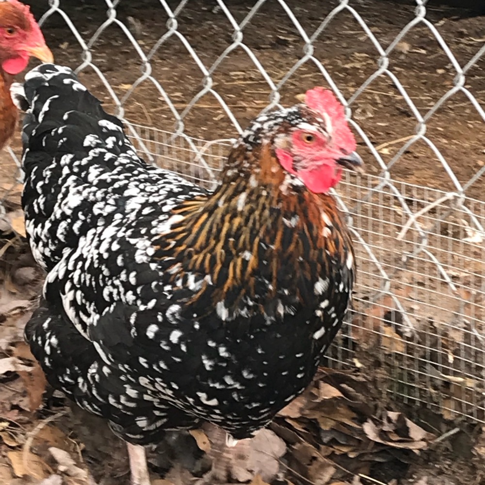 Meet your Posher, Kelley